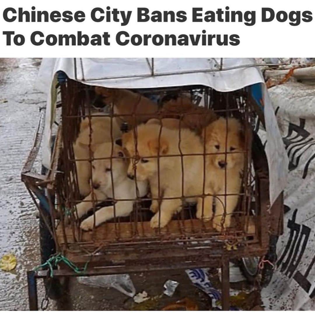 WildLifeのインスタグラム：「PLEASE SHARE THIS BREAKING NEWS SO WE CAN HELP MAKE THIS A LAW! Lawmakers from Shenzhen, China proposed the strict legislation to ban residents from eating dog meat to improve food safety in the wake of the coronavirus outbreak, but they are waiting for feedback from the public before signing it into law so we must spread awareness about this important new proposal to help make it into a law! The proposal also bars snake, frog and turtle meat from being consumed so this would be a HUGE win for animals everywhere, and humans too, considering how many deadly viruses have been created by unhygienic animal markets where these poor animals are sold. If this proposal from Shenzhen gets passed, it will be the first of its kind in the country which is MUCH NEEDED considering China is also home to the annual Yulin Dog Meat Festival in which thousands of dogs are cruelly killed, skinned and cooked with blow-torches before being eaten by the locals. As good as this proposal is, it’s not a law yet as they are currently waiting for feedback from the public so please share this post with your followers and tag people, celebrities, influencers and news media who need to see this and let’s all work together to make this go viral and give it as much positive feedback as possible so this proposal becomes a law in Shenzhen and then the rest of China, and the world too! #endanimalcruelty #savethedogs #socialactivism #karmagawa via @karmagawa」