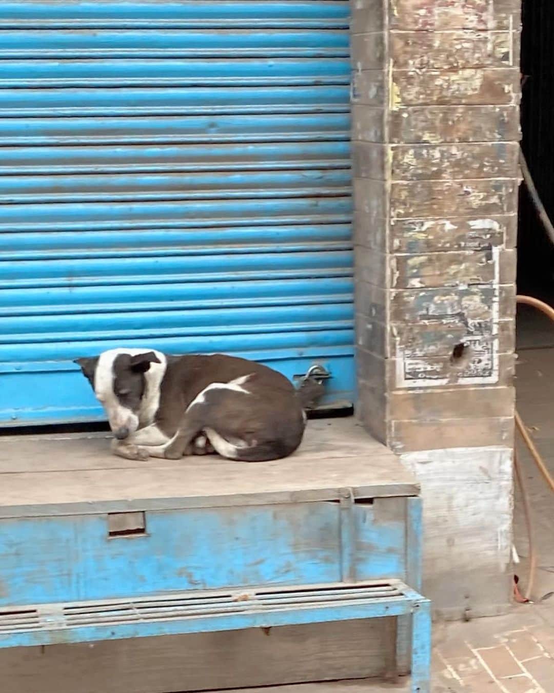 喜国雅彦＆国樹由香さんのインスタグラム写真 - (喜国雅彦＆国樹由香Instagram)「犬だらけのバラナシ。親犬と仔犬が重なり合っている画像、一見亡骸に見えますが、生きていますのでご心配なく（由）  #dogstagram #dog #india #varanasi #trip #travel #firsttime #道路のど真ん中でも #犬たちは平気で眠ってる #バラナシ #インド」2月27日 8時45分 - kunikikuni