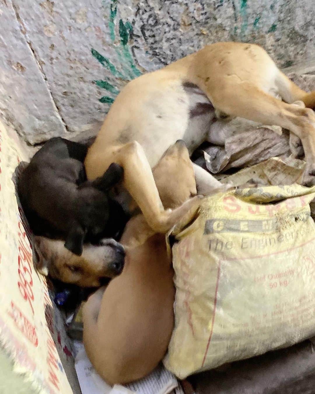 喜国雅彦＆国樹由香さんのインスタグラム写真 - (喜国雅彦＆国樹由香Instagram)「犬だらけのバラナシ。親犬と仔犬が重なり合っている画像、一見亡骸に見えますが、生きていますのでご心配なく（由）  #dogstagram #dog #india #varanasi #trip #travel #firsttime #道路のど真ん中でも #犬たちは平気で眠ってる #バラナシ #インド」2月27日 8時45分 - kunikikuni