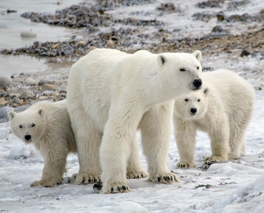 San Diego Zooさんのインスタグラム写真 - (San Diego ZooInstagram)「Tomorrow is #PolarBearDay, but we’ve been celebrating all week with our wildlife care specialists and research team. Take a trip into the field to find out how we track polar bears around Canada’s Hudson Bay in our story, or click the link in our bio for more cool polar bear content. #sandiegozoo #SavingSpecies #InternationalPolarBearDay #PolarBearsInternational #SaveOurSeaIce」2月27日 9時01分 - sandiegozoo