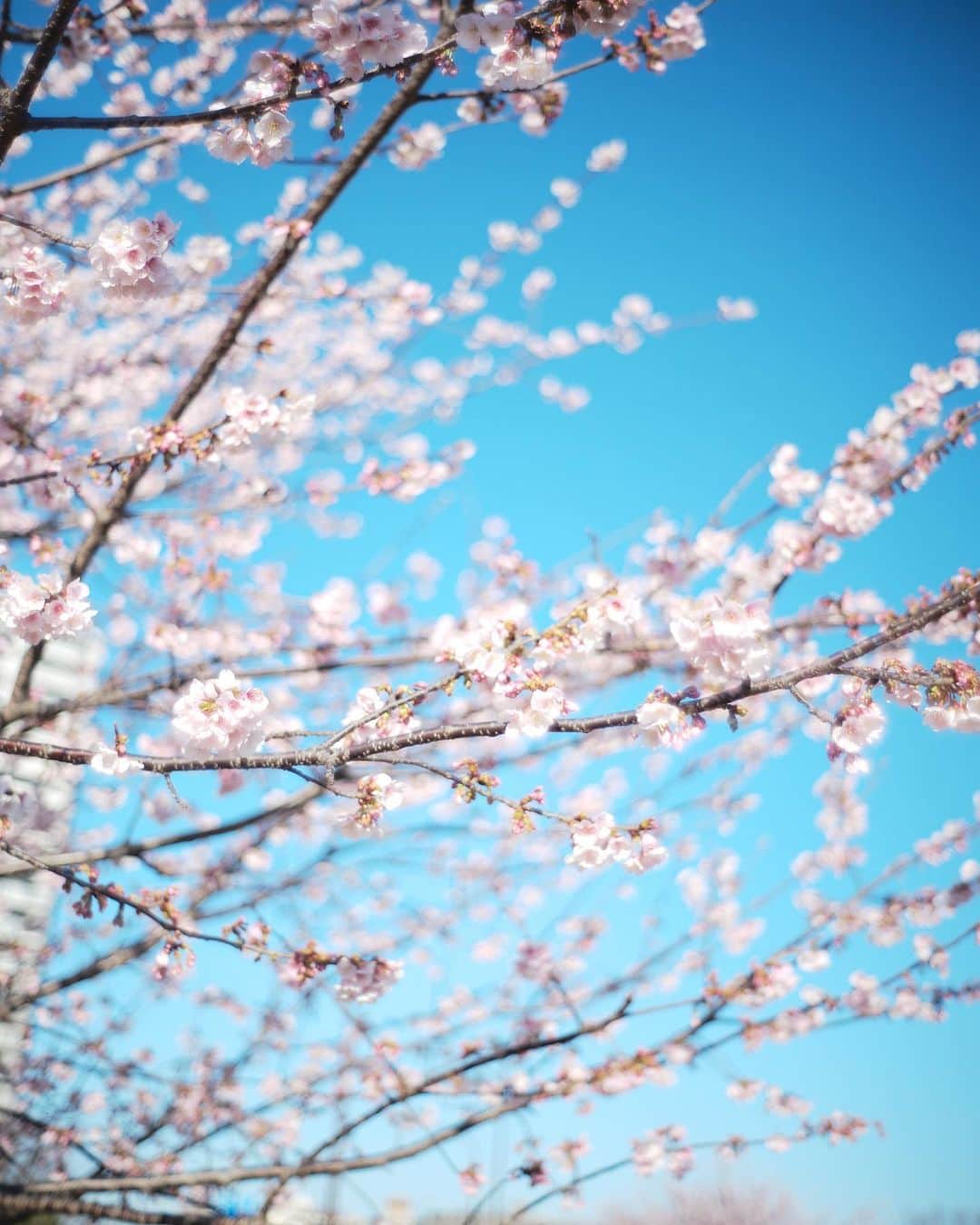 まる（まるたろう）さんのインスタグラム写真 - (まる（まるたろう）Instagram)「It’s the best time to look at the cherry blossoms.✨🌸🐶🌸✨まだ2月だけどもうこんなに咲いてるんだね〜 #サクラレポート忙しくなるよ〜 #汐入公園 #いろんな桜が咲いてます #ソメイヨシノはまだだよ」2月27日 9時21分 - marutaro