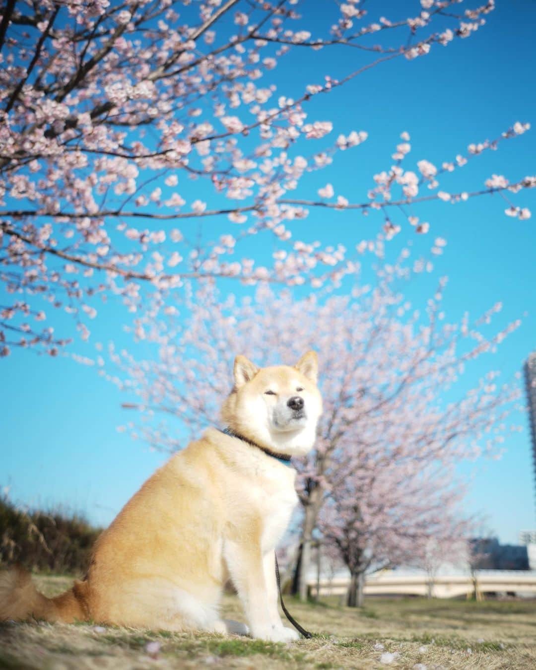 まる（まるたろう）さんのインスタグラム写真 - (まる（まるたろう）Instagram)「It’s the best time to look at the cherry blossoms.✨🌸🐶🌸✨まだ2月だけどもうこんなに咲いてるんだね〜 #サクラレポート忙しくなるよ〜 #汐入公園 #いろんな桜が咲いてます #ソメイヨシノはまだだよ」2月27日 9時21分 - marutaro