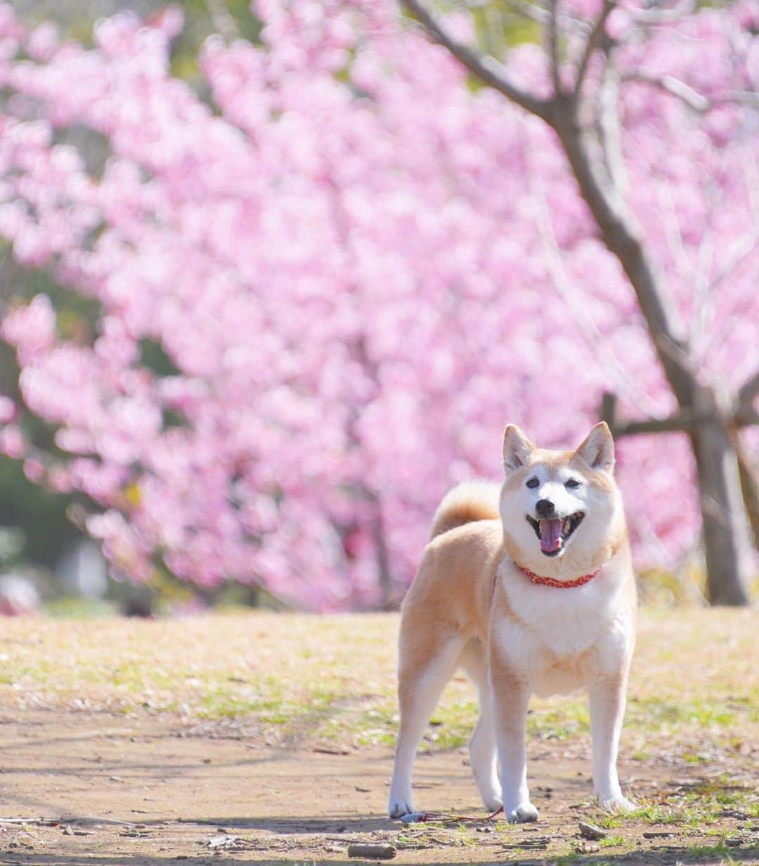 meekooさんのインスタグラム写真 - (meekooInstagram)「はっるぅ〜🌸 な気分♪ #今日は冷えますね」2月27日 9時22分 - meekoo