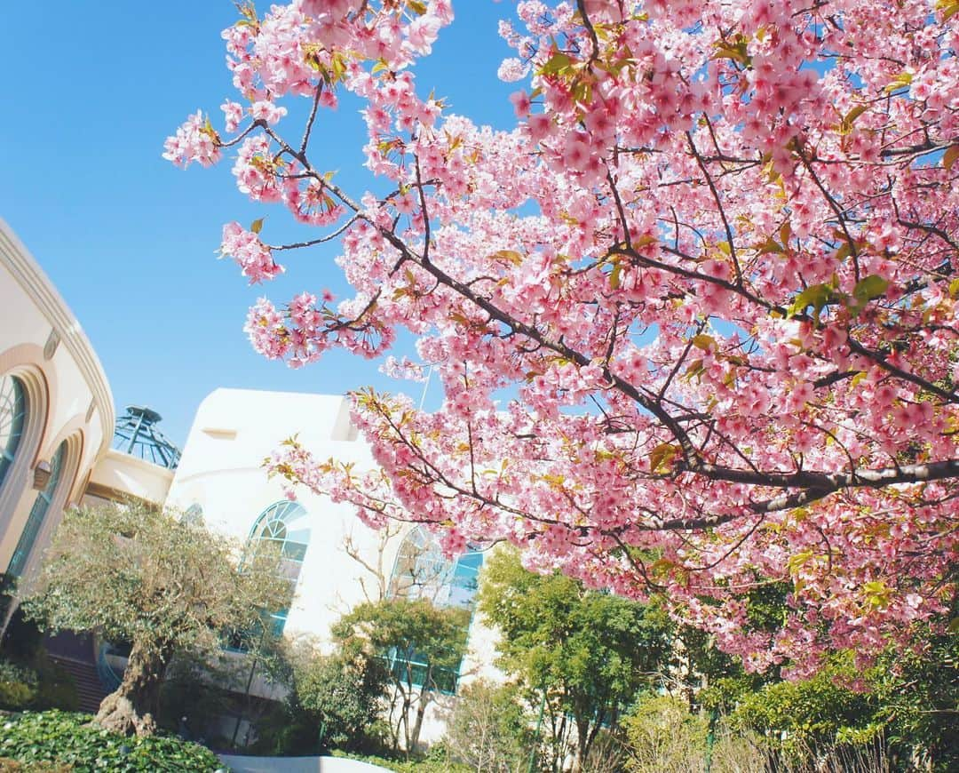 IKSPIARI イクスピアリ公式のインスタグラム：「サクラサク🌸 * * #IKSPIARI #イクスピアリ #いくすぴあり #河津桜 #満開 #早咲き桜 #サクラ #よりみちラブ #cherryblossom #sakura #🌸 #河津桜だより #オリーブと噴水の広場 #あの角の向こうに発見がある」