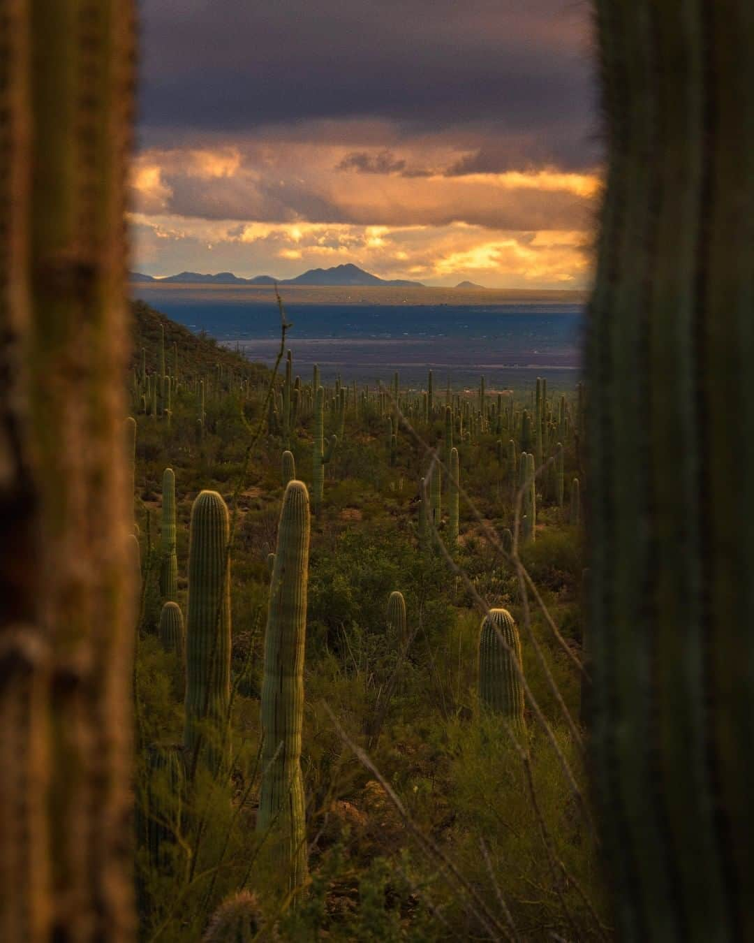 アメリカ内務省さんのインスタグラム写真 - (アメリカ内務省Instagram)「A hike at #Saguaro #NationalPark in #Arizona can be an easy stroll on a nature trail or a day-long wilderness trek. With over 165 miles of trails, you have lots of options to explore this gorgeous desert landscape. Photographer Sourjya Guha knows some of the best spots to stop and enjoy the view. “As I was hiking the valley view overlook trail amongst the giant saguaros, my eyes were drawn to this view. Two of the sentinels perfectly framing the mountains on the horizon as they were getting soaked in the beautiful golden hour glow. Being a big fan of the mountains and the desert, I felt fulfilled at being able to get this shot, one of my better ones!” Photo @saguaronationalpark courtesy of Sourjya Guha (@sojogator). #travel #FindYourPark #usinterior」2月27日 10時05分 - usinterior