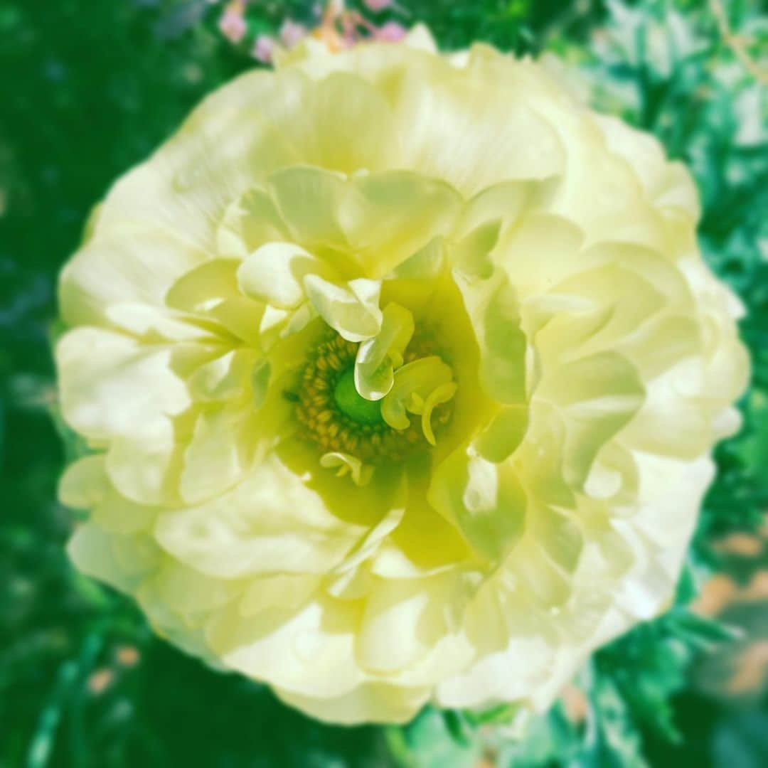 中野敬久さんのインスタグラム写真 - (中野敬久Instagram)「#flower #flowersoflife #always #look #onthebrightside」2月27日 11時05分 - hirohisanakano