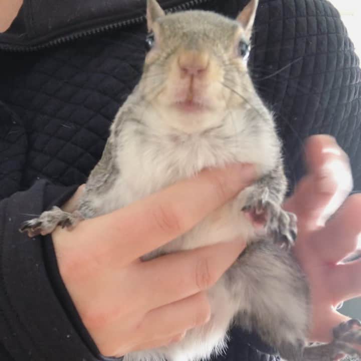 Jillのインスタグラム：「🔈I live for this sass mouth⁣ ⁣ Jill is telling me all the reasons why she needs garlic and then why she just had to swipe that vitamin from #squirreldad.⁣ ⁣ ⁣ ⁣ ⁣ #petsquirrel #squirrel #squirrels #squirrellove #squirrellife #squirrelsofig #squirrelsofinstagram #easterngreysquirrel #easterngraysquirrel #ilovesquirrels #petsofinstagram #jillthesquirrel #thisgirlisasquirrel #squirrelsounds」