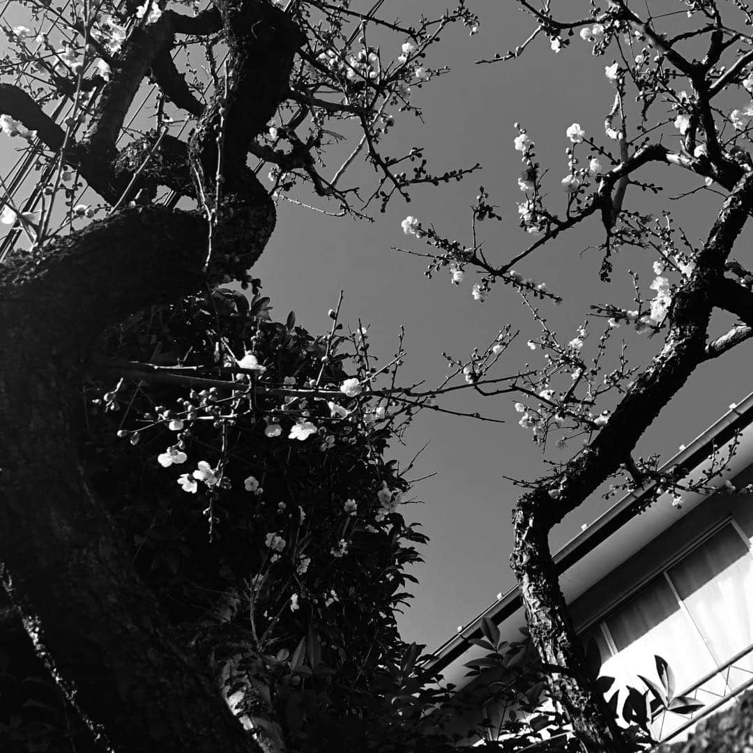 ELISAのインスタグラム：「🌸」