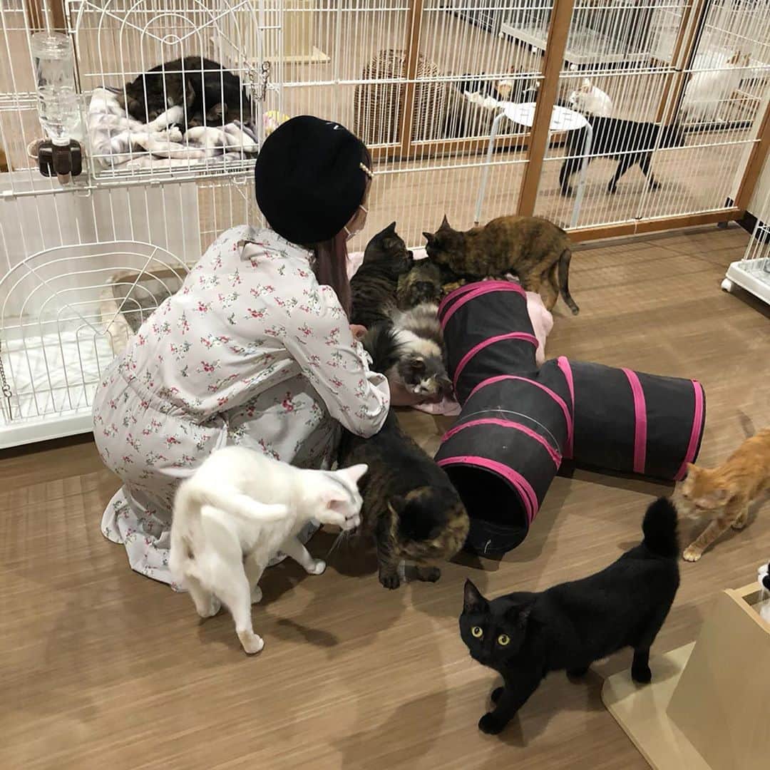 咲本弥生のインスタグラム：「先日、静岡県にある保護猫シェルターの 「アニマルサードアイズ」へ、また訪問してきちゃいました😺 200匹以上の病気や高齢の猫たちが最期まで暖かく暮らせるようにと24時間お世話されているシェルターさんです✨  飼い主さんが高齢で飼えなくなったり、飼い主さんが亡くなってしまって行き場のなくなった子達もたくさんの仲間と淋しくないように暮らしています🥰  シェルターはとても清潔で猫たちの毛並みがすごく綺麗で1匹1匹すごく丁寧にお世話されてるんだなと感じます😽  そんなアニマルサードアイズさんを応援しています📣  Instagram↓ @animal3rdeyes」