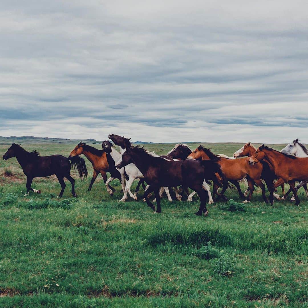 Kyle Kuiperのインスタグラム：「• /stamˈpēd/ • 🐎」