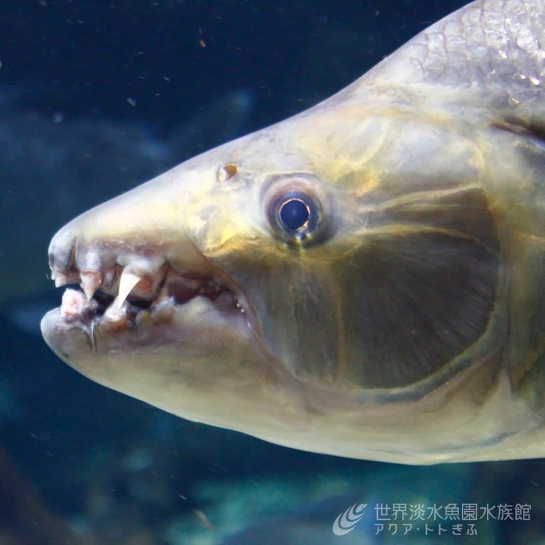 世界淡水魚園水族館 アクア・トト ぎふのインスタグラム：「ゴライアスタイガーフィッシュ、ちなみに顔はこんな感じです。  #アクアトト#アクアトト岐阜#アクアトトぎふ#水族館#aquarium#Gianttigerfish#Hydrocynusgoliath」