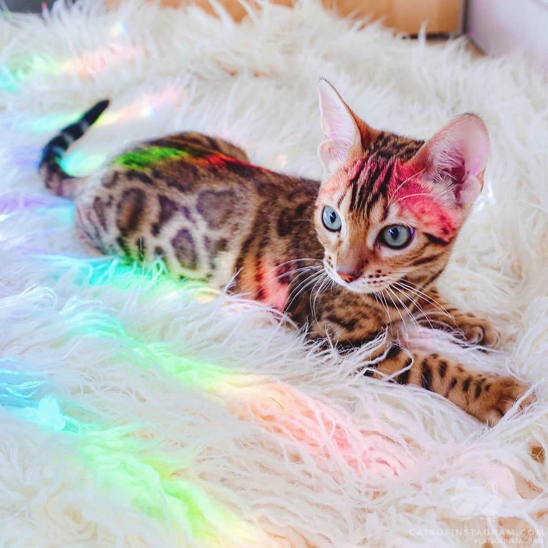 Cats of Instagramさんのインスタグラム写真 - (Cats of InstagramInstagram)「From @sukiicat: “You are my sunshine 🌞🌈” #catsofinstagram」2月27日 13時06分 - cats_of_instagram