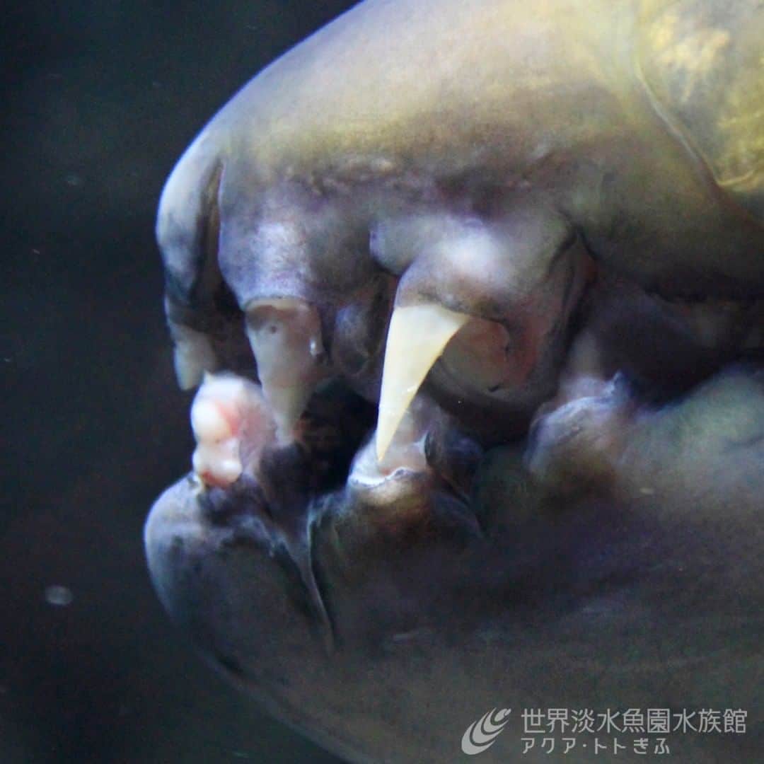 世界淡水魚園水族館 アクア・トト ぎふのインスタグラム：「ゴライアスタイガーフィッシュの歯が、生え変わろうとしています。 ５～６カ月に１度全体の歯が抜け、１週間ほどで生え変わります。 よーく見てみてくださいね。  #アクアトト#アクアトト岐阜#アクアトトぎふ#水族館#aquarium#Gianttigerfish#Hydrocynusgoliath」