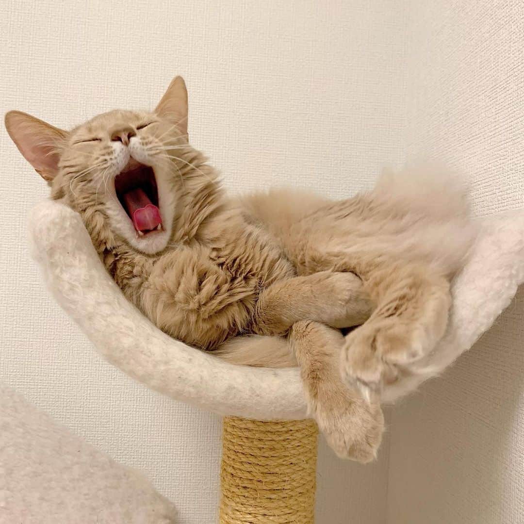 宇月颯さんのインスタグラム写真 - (宇月颯Instagram)「．﻿ ．﻿ #とろねこチャレンジ﻿ #花王 さん﻿ #猫ちゃん達が安心して眠れる環境を…﻿ ﻿ #愛猫#猫#cat#ポテ#pote#ぽっちゃん﻿ #ソマリ#フォーン#男の子﻿ #宇月颯#とし﻿」2月27日 13時55分 - hayate_uzuki_official