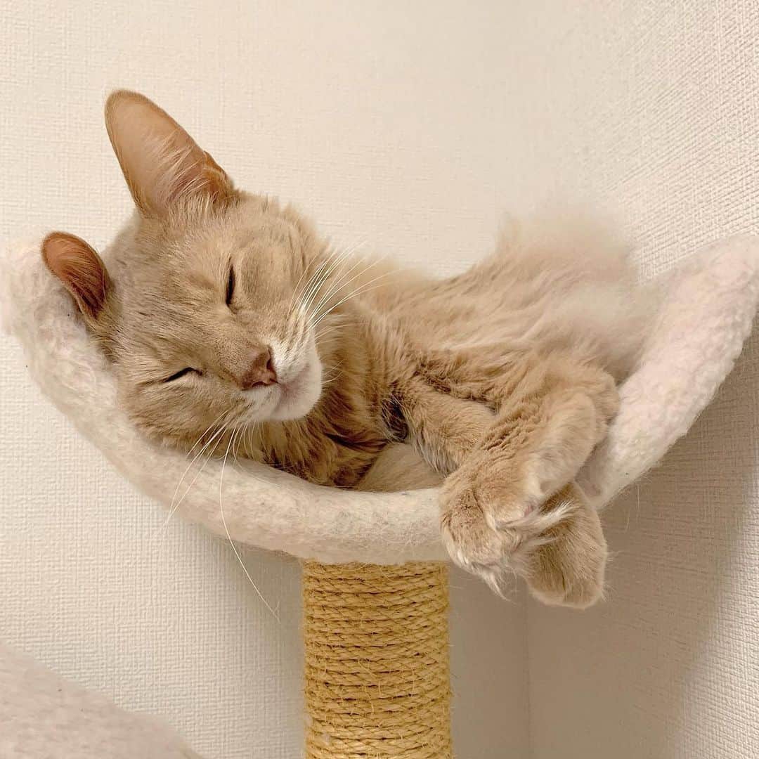 宇月颯さんのインスタグラム写真 - (宇月颯Instagram)「．﻿ ．﻿ #とろねこチャレンジ﻿ #花王 さん﻿ #猫ちゃん達が安心して眠れる環境を…﻿ ﻿ #愛猫#猫#cat#ポテ#pote#ぽっちゃん﻿ #ソマリ#フォーン#男の子﻿ #宇月颯#とし﻿」2月27日 13時55分 - hayate_uzuki_official