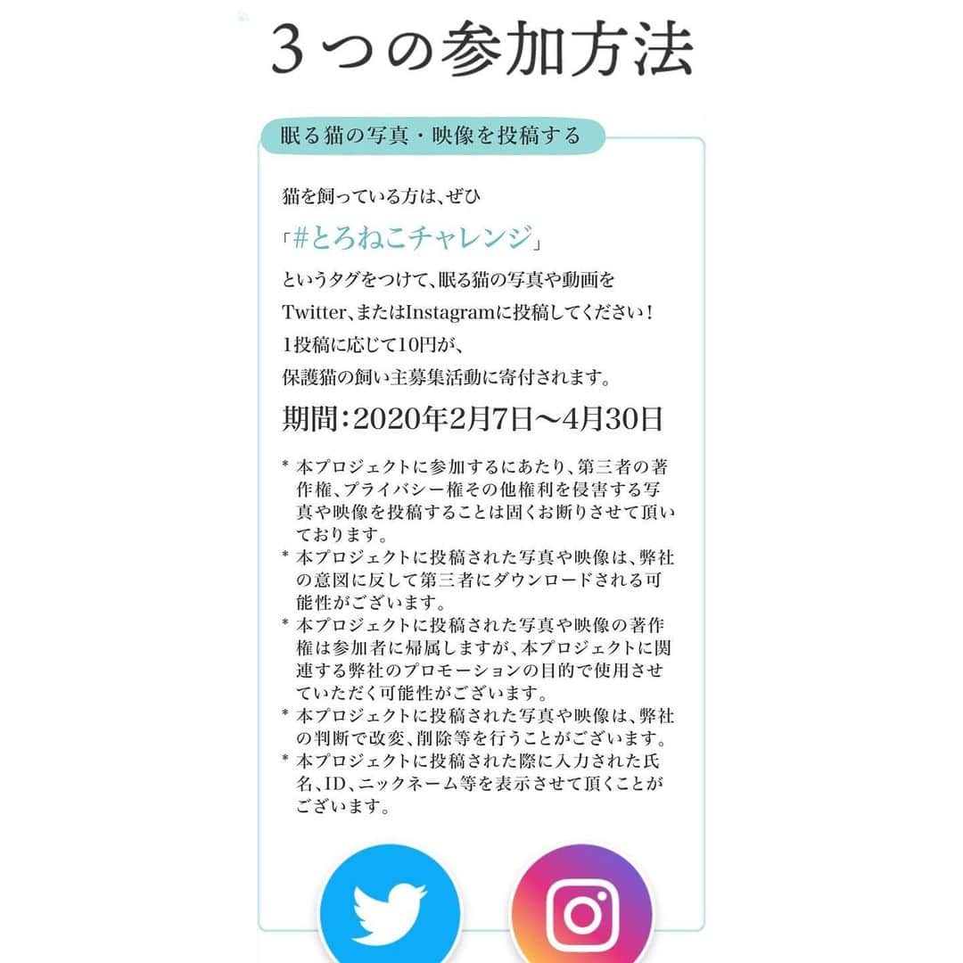 宇月颯さんのインスタグラム写真 - (宇月颯Instagram)「．﻿ ．﻿ #とろねこチャレンジ﻿ #花王 さん﻿ #猫ちゃん達が安心して眠れる環境を…﻿ ﻿ #愛猫#猫#cat#ポテ#pote#ぽっちゃん﻿ #ソマリ#フォーン#男の子﻿ #宇月颯#とし﻿」2月27日 13時55分 - hayate_uzuki_official