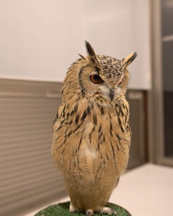GEN3 Owlのインスタグラム：「やっぱりフクロウにはフクロウ語が通じるみたい。 I speak the owl language. #owl #owlgaru」