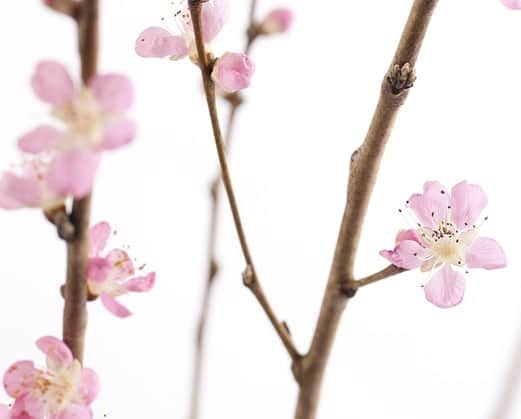 青山フラワーマーケットさんのインスタグラム写真 - (青山フラワーマーケットInstagram)「3月3日は、女の子の健やかな成長と健康を祈るひなまつり。 . 旧暦の3月3日が桃の開花時期に重なることだけでなく、桃の木には邪気を祓う力があるとされることから、この日は桃の節句とも呼ばれています。 . 古くは弥生時代から、仙人の果実の象徴として大陸より伝わったとされる桃。おとぎ話でも、桃から生まれた桃太郎が鬼を退治するのは、神聖な力が宿る桃というイメージから由来されているとか。 . . 青山フラワーマーケットでは、しなやかで艶やかな品種の「花桃曙」を香川県 丸福清花園より入荷。品質にこだわりをもち、大切に育てられてきた「花桃曙」の柔らかな美しさとかわいらしさを、ぜひ桃の節句に楽しんでみませんか。 . . #ひなまつり#桃の節句#桃太郎#季節を楽しむ #花のある暮らし#青山フラワーマーケット#peachblossom #peachjohn #seasonalflowers #aoyamaflowermarket」2月27日 14時55分 - aoyamaflowermarket