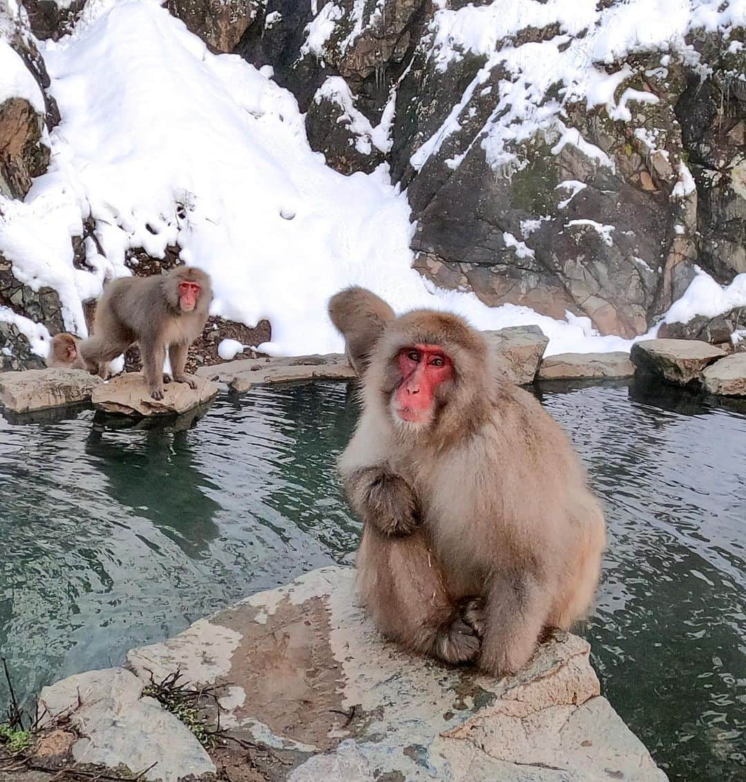 比嘉バービィさんのインスタグラム写真 - (比嘉バービィInstagram)「#SnowMonkey 🐒 Looks like someone is ready for a picture.  姉夫婦が1月に訪れた#地獄谷野猿公苑 で見事なカメラ目線をキャッチ。 写真を勝手に拝借🙇‍♀️ #ニホンザル . . 写真とは無関係だけど、 海外ロケが終わり帰国しました。  コロナウィルスを受け、イベント中止などの対策がとられていますが、パニックにならず予防対策行い、健康的な生活習慣を送れるようにしましょうね。  #免疫力アップ」2月28日 0時41分 - barby724