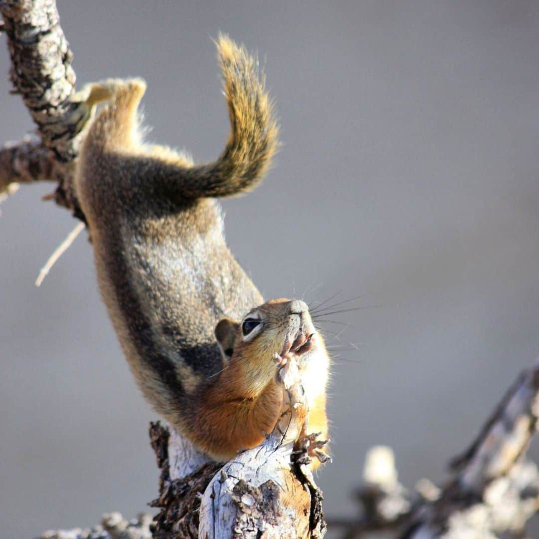 アメリカ内務省さんのインスタグラム写真 - (アメリカ内務省Instagram)「When it’s just within reach... ⠀⠀⠀⠀⠀⠀⠀ ⠀⠀⠀⠀⠀⠀⠀ ⠀⠀⠀⠀⠀⠀ It sure looks like this golden-mantled ground squirrel at Cedar Breaks #NationalMonument in #Utah is demonstrating a variation of plank pose. But what you’re seeing is an adorable and enthusiastic post-nap stretch. In winter, these mammals undergo torpor, a very deep sleep, to conserve energy and survive the bitter cold. Stretching helps us all stay flexible and lengthen our muscles to keep up mobility, even 🐿 squirrels. Photo by Tina Wiley (www.sharetheexperience.org).#usinterior #wildlife #yogainspiration.」2月28日 1時18分 - usinterior