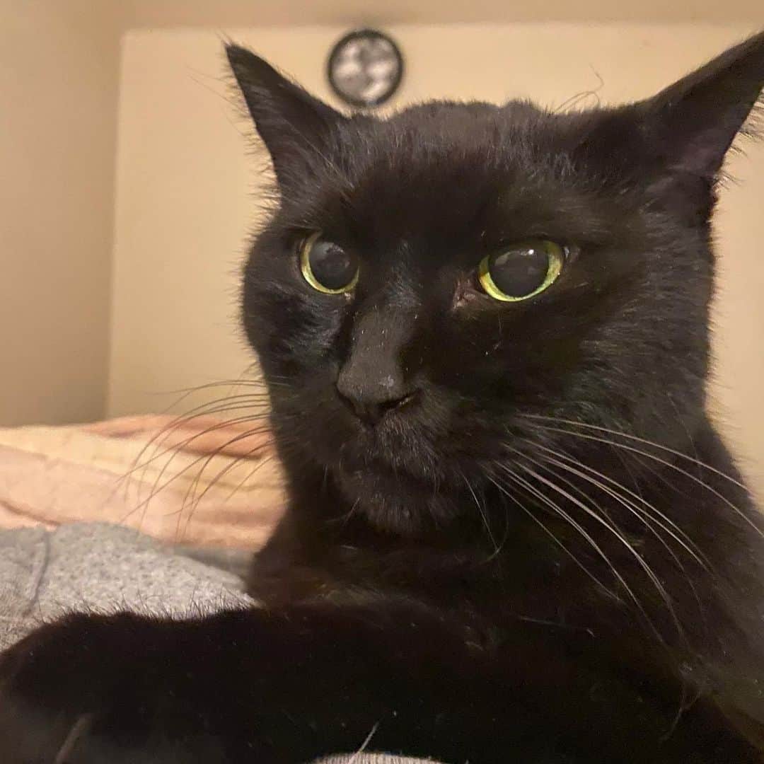 のインスタグラム：「私の腹の上の黒猫です。ご査収ください。重いです。  #kurohakuchai #blackcat #cat #黒猫 #猫 #catstagram #blackcatlove」