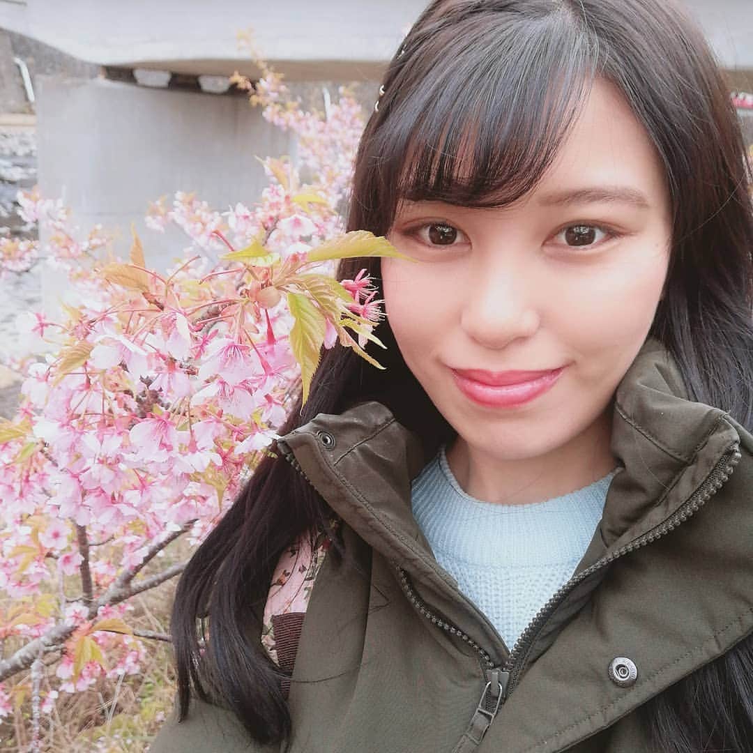 宮島マリーナのインスタグラム：「Kawazu~ Zakura~ 🌸 🌸 🌸 🌸 🌸 🌸 🌸 🌸 🌸 🌸 🌸 #河津桜 #桜 #さくら #さくらまつり #桜祭り #箱根 #箱根湯本 #箱根旅行 #箱根温泉 #sakura #onsen #hakone #hakoneonsen #kawazuzakura #cherryblossom #cherryblossoms #宮島マリーナ #オスカープロモーション #selfie #selfies #セルカ #セルフィー #花 #花 #flowers #お花のある暮らし #flowerstagram #instagramjapan #instaflowers」
