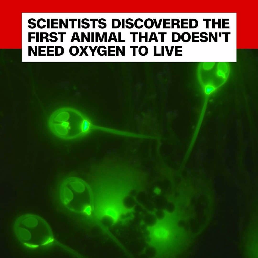 CNNさんのインスタグラム写真 - (CNNInstagram)「⬆️ These are the spores of a parasite called Henneguya salminicola, and scientists say the unique organism is the first animal found that doesn't need oxygen to live. The discovery expands the definition of what an animal can be. “In our work, we have shown that there is at least one multicellular animal that does not have the genetic toolkit to use oxygen,” says Stephen Atkinson, senior research associate at Oregon State University. The tiny parasite lives in salmon tissue, and researchers don't know for certain what the parasite relies on instead of oxygen, but Atkinson said he assumes it absorbs molecules from its host that have already produced energy. (📸: Stephen Atkinson)」2月27日 17時00分 - cnn