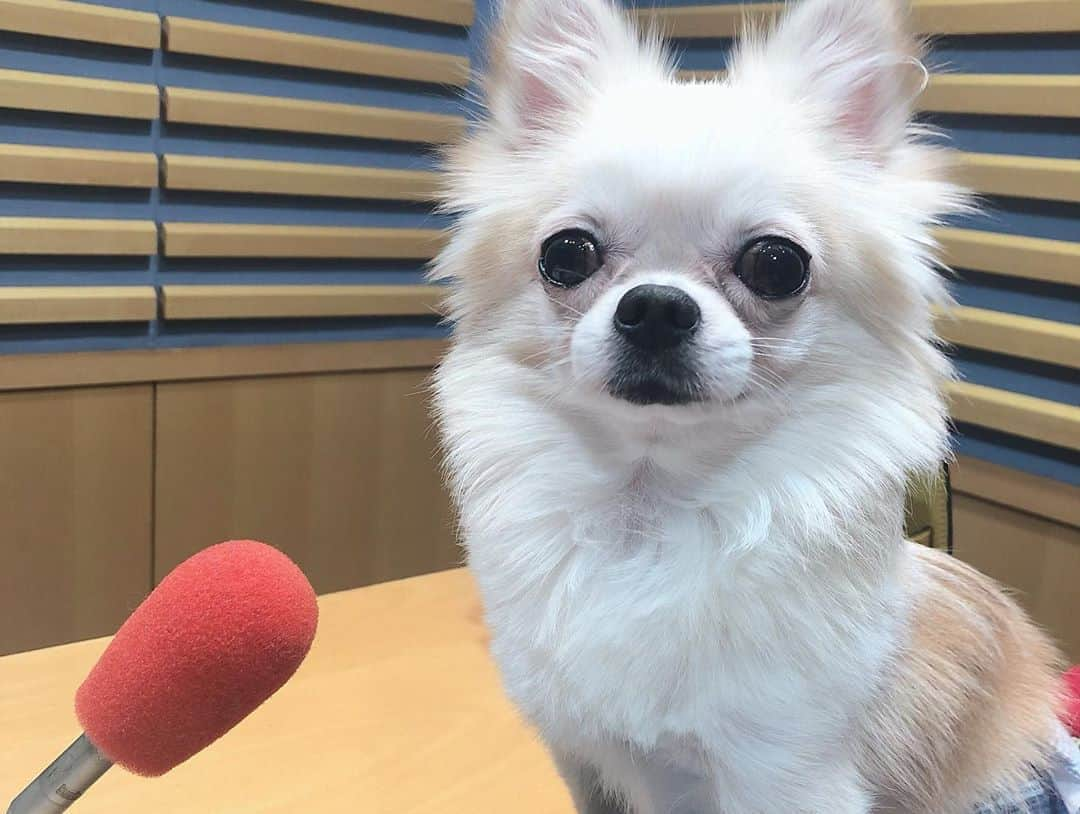 岸明日香さんのインスタグラム写真 - (岸明日香Instagram)「今日はニッポン放送にて、松本秀夫アナ、春風亭一之輔さんの『菊正宗ほろよいイブニングトーク』ラジオゲスト収録させて頂きました💕 一緒に日本酒飲めて嬉しい🥳  菊正宗さんの美味しい日本酒やスキンケア、柿の葉寿司まで頂きましたありがとうございました😍🙌✨ . . そしてこの後！またまたニッポン放送19:45〜『岸明日香のわん！ダフル！』です😍聴いてね✨🙌 今月ニッポン放送さんのお仕事多くて嬉しい☺️✨」2月27日 17時13分 - aspoo02