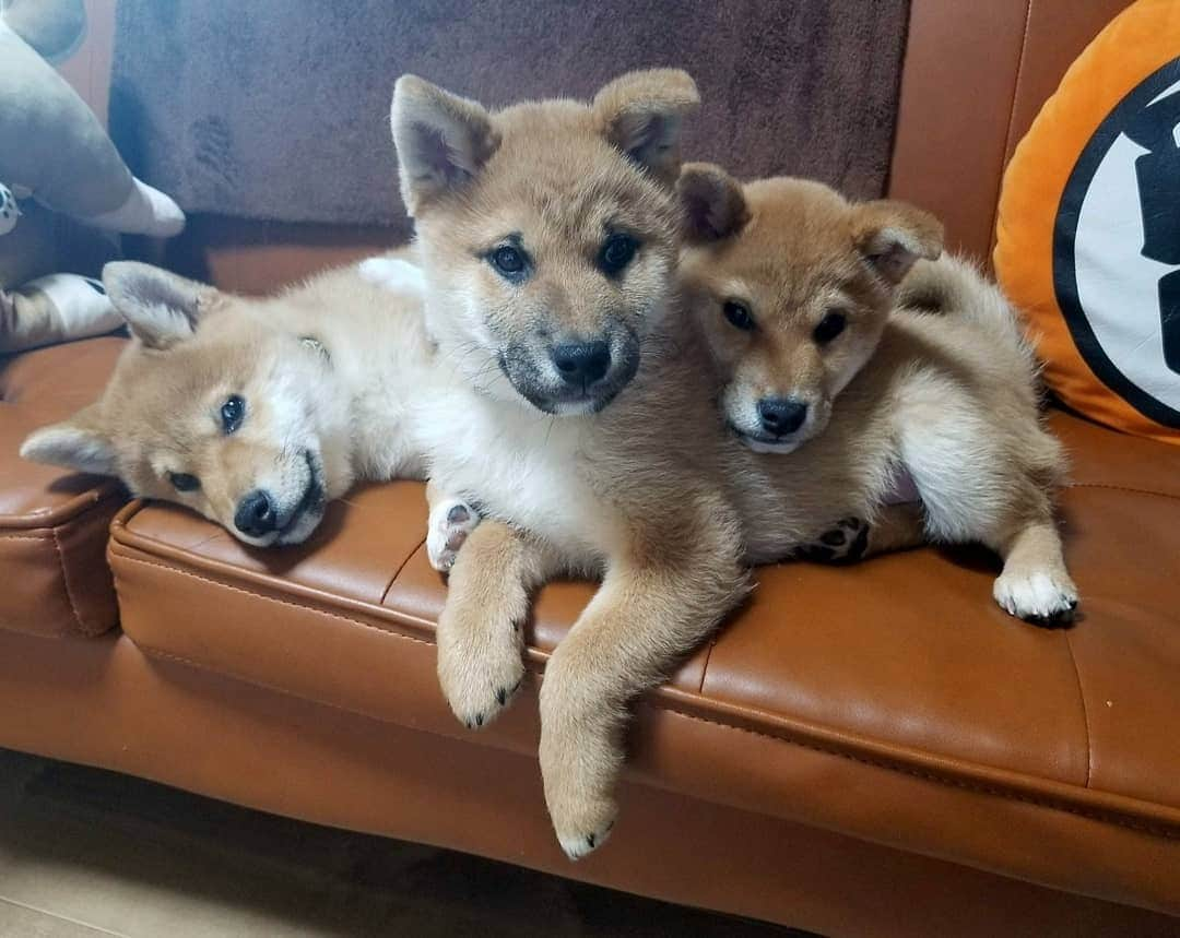 柴犬たま Shibainu Tamaのインスタグラム