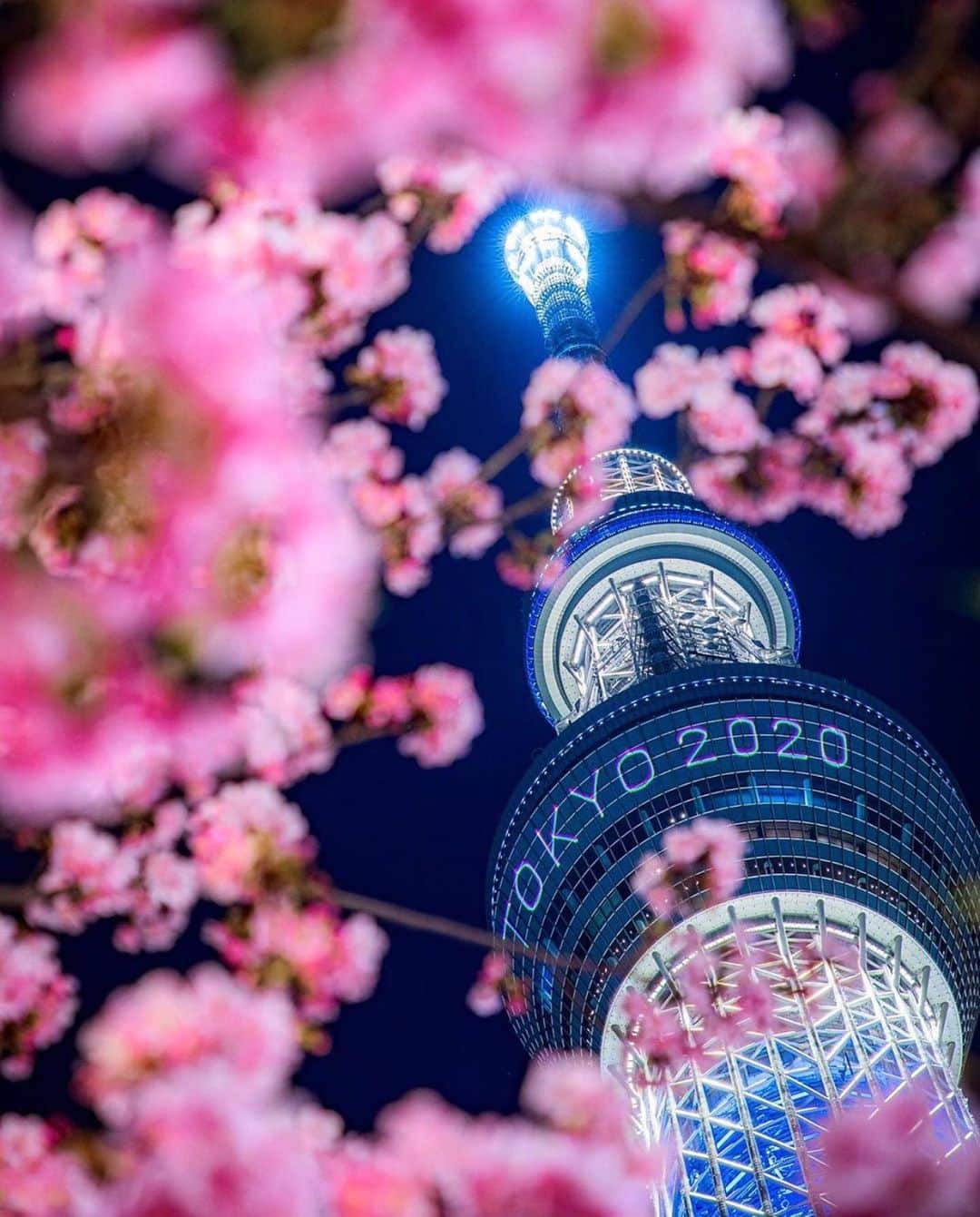 aumoさんのインスタグラム写真 - (aumoInstagram)「【#スカイツリー ×#桜 】 . .  桜越しに見る東京スカイツリーのライトアップは、オリンピック仕様になっています🌸 昼と夜でまた印象が変わるので、是非訪れてみてくださいね☺️💓 . Credit：@yuya_5dmark4 さん 素敵なお写真をありがとうございます！ . あなたが撮影した素敵な写真に 「#aumo」を付けて教えてください♡ あなたの投稿が明日紹介されるかも♪ . aumoアプリは毎日配信！おでかけや最新グルメなどaumo読者が気になる情報が満載♡ ダウンロードはプロフィールのURLから✔︎ (iPhone&Android版) . . #東京#東京スカイツリー#インスタ映え#インスタ探検隊 #東京オリンピック#絶景#旅#東京散歩 #team_jp_ #igersjp #japan_daytime_view #wu_japan  #bestjapanpics #japan_of_insta #art_of_japan_ #ptk_japan #photo_jpn #lovers_nippon#cherryblossom#tokyocameraclub#tokyo2020#あなたとみたい景色#フォトジェニック」2月27日 17時15分 - aumo.jp
