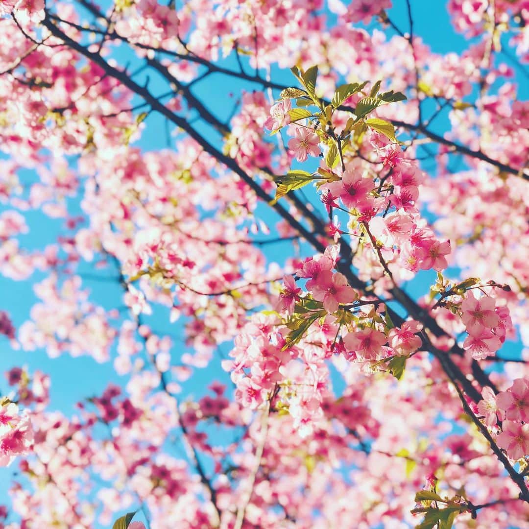 わっち☆ wacchiのインスタグラム：「*誰かを愛せたあの時の気持ちでいつもいれたら  #河津桜 #桜 #cherryblossom  #ザ花部 #花 #flower #空 #sky #青 #blue #玉ボケ #bokeh  #iphonex #iphoneonly #iPhonegraphy #igers #igersjp #instagramjapan #mwjp #WEBSTAPICK #VSCOcam #vsco #vscogood_ #vscogoodshot #hueart_life #shootermag #shootermag_japan #ig_photooftheday #reco_ig #indies_gram」
