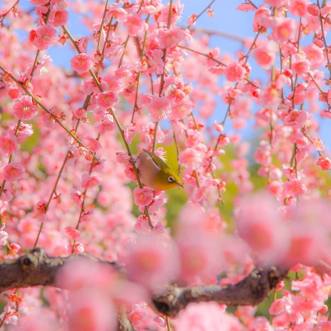 楽天トラベル さんのインスタグラム写真 - (楽天トラベル Instagram)「#京都  #城南宮 城南宮（じょうなんぐう）は、京都市伏見区にある神社です。 今の季節は「しだれ梅と椿まつり」が開催されており、約150本の紅白のしだれ梅と約300本の椿を楽しめます。 . ■しだれ梅と椿まつり■ 開催期間：2月18日〜3月22日 . Special Thanks💓 📸Photo by @mr.m_kyoto . ************************ 旅先で撮った写真に場所と一緒に #rakutentravel を付けてシェアしてね♪ 厳選してこのアカウントで紹介します ************************ . #楽天トラベル #旅 #旅行 #旅に出よう #旅行好きな人と繋がりたい #日本 #枝垂れ梅 #梅 #travel #trip #japan #instagramjapan #IG_JAPAN #japantrip #lovetraveling #lovers_nippon」2月27日 18時00分 - rakutentravel