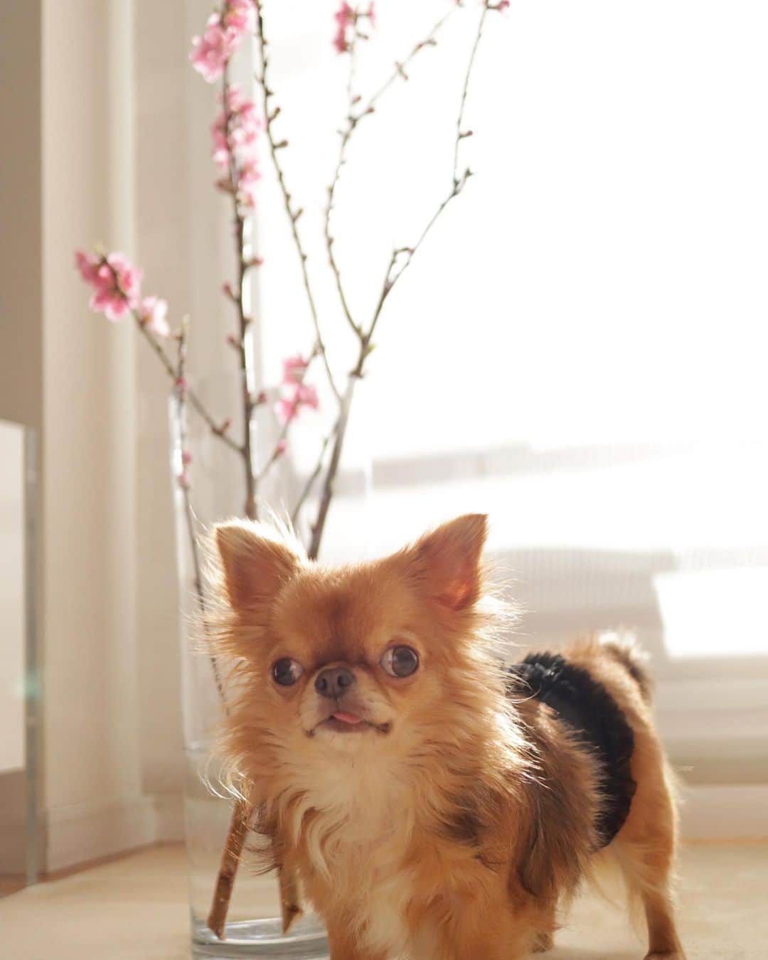 kayoのインスタグラム：「* * 桃の花 だいぶ咲いてきたよ☺️🌸 * * kulio💗 * * #桃の花 #花のある暮らし * #chihuahua#chihuahualove#dogstgram#dog#instadog#チワワ#チワワ大好き * *」