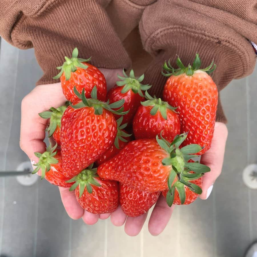 斉藤真木子さんのインスタグラム写真 - (斉藤真木子Instagram)「好キアラバ イチゴ 🍓」2月27日 19時46分 - saitomakiko628