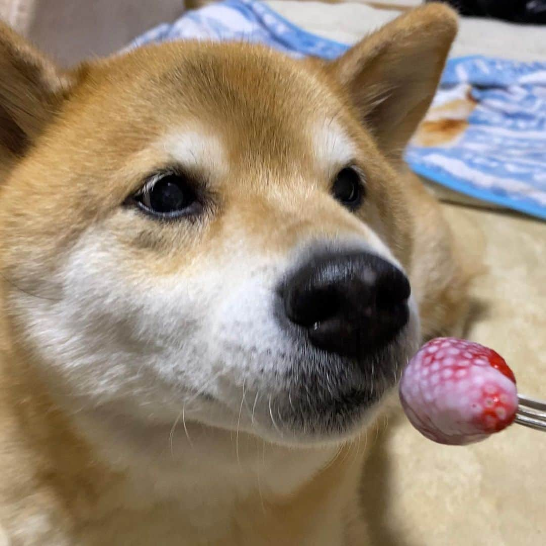 まる（まるたろう）さんのインスタグラム写真 - (まる（まるたろう）Instagram)「Let me smell it! ✨🐶🍓✨パパ、苺っていい香りだよね〜　 #匂い嗅がせて #絶対食べないから #大丈夫 #根津の柴犬嘘つかない #ほら #はよ #春の味覚」2月27日 19時47分 - marutaro