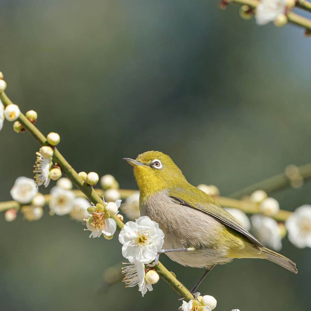 Asuka（明日香）のインスタグラム：「*﻿ *﻿ Spring has come♬﻿ *﻿ *﻿ #結城神社﻿ #津﻿ #α9﻿ #梅﻿ #うめ﻿ #flower﻿ #white_eye﻿ #ウメジロー﻿ #メジロ﻿ #sonyalpha﻿ #SonyImages﻿ #yourshotphotographer﻿ #ザ花部﻿ #sony﻿ #japan﻿ #fstopgear﻿ #yourshotphotographer﻿ #BeAlpha﻿」