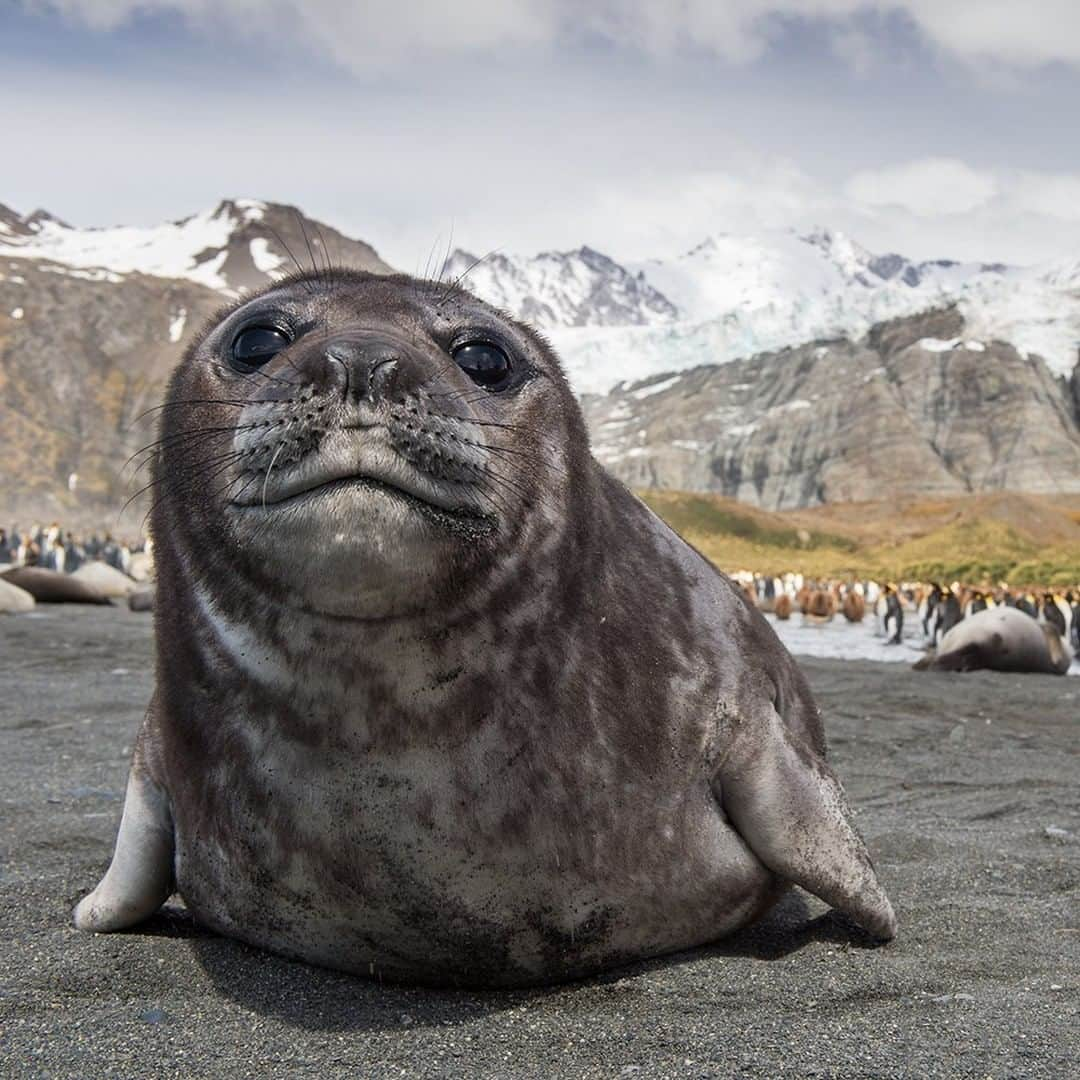 National Geographic Travelさんのインスタグラム写真 - (National Geographic TravelInstagram)「Photo by @daisygilardini | A young elephant seal poses in front of the scenic hanging glacier in Gold Harbour on South Georgia, a real nature photographer’s paradise. Elephant seal pups have long, black hair at birth, which will molt after a month or so. During this molting phase, they look really funny!  Follow me @DaisyGilardini for more images and stories behind the scenes. #southgeorgia #elephantseal #antarctica #climatechange」2月28日 2時06分 - natgeotravel