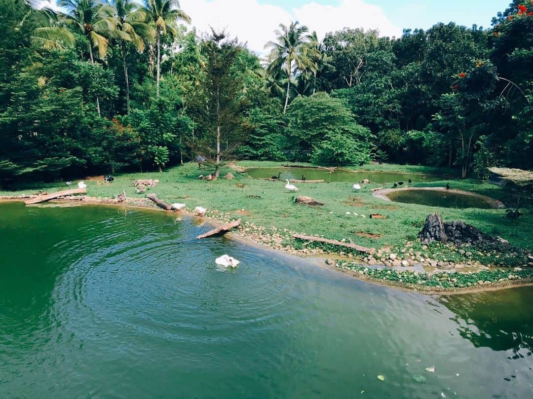 佐生雪さんのインスタグラム写真 - (佐生雪Instagram)「My favorite place in Cebu safari is this area. It’s like a garden, isn’t it? #cebusafari」2月27日 20時41分 - yuki_sasou