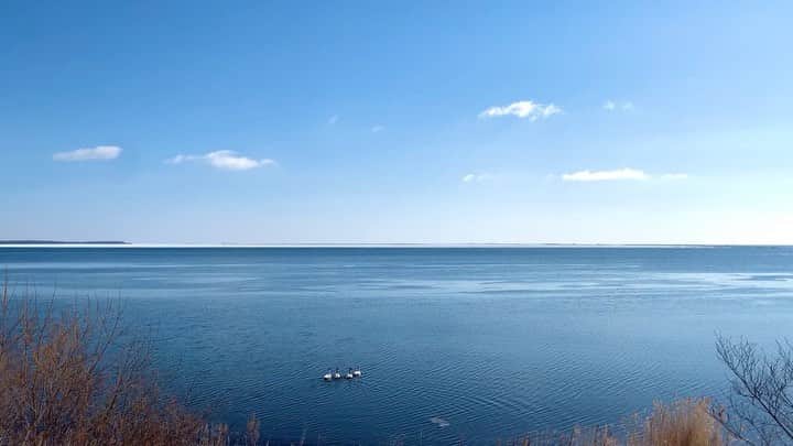 福田太郎のインスタグラム：「🦢 澄み渡る空、白鳥がのんびり泳ぐ海。 青のグラデーションが美しい、別海町の野付半島です🦐 ⠀ 遠くに見えるのは、水平線ならぬ氷平線🧊 この時期、海が凍るので、陸続きになるんです！ ⠀ 気軽に人と会えなくなったり、 満足に仕事が出来なくなったり、 学校や行事が休みになったり、 楽しみにしていたイベントが中止になったり… 思い通りにいかないことが多いですよね。 ⠀ こんなときだからこそ、まず気持ちは明るく！ しっかり食べて寝て、免疫を高める！ 予防し尽くして、出来ることなら、身体も動かして！ 元気に！一緒に！乗り越えていきましょう☀️ ⠀ #コロナに負けるな #手洗いうがい  あすも #イチモニ！#イチオシ‼︎で 最新の情報や予防策をお伝えします。 ⠀ #別海町 #野付 #ホタテ #ロケ #北海道 の一番東の方 #野付半島 上から見たらエビの形 放送は3/14🎣」