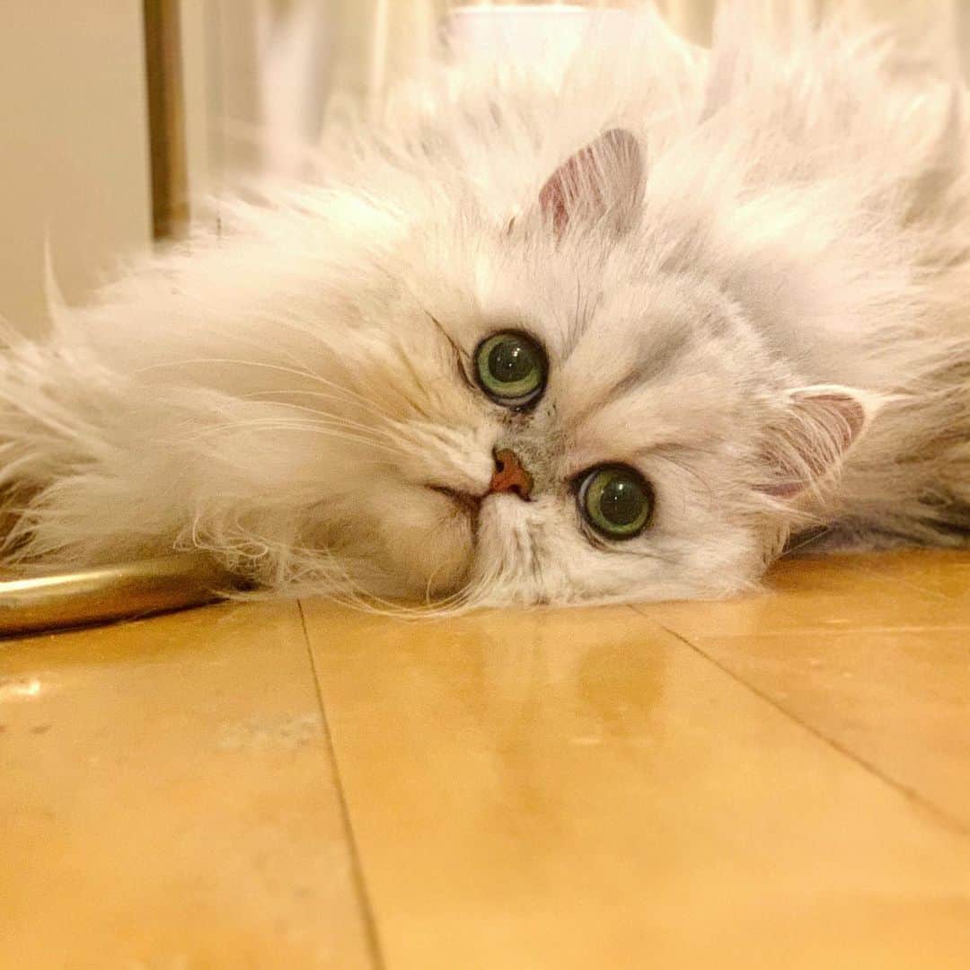 BeBeのインスタグラム：「白目が見えてて萌え💚👀💚かわいいなぁ😭💓　#cat #kitty #meow #kittycat #bebe #instacat #catsofinstagram #petsofinstagram #kittensofinstagram #adorable #猫　#ねこ #ilovecat #hubcats #eyes #bigbaby」