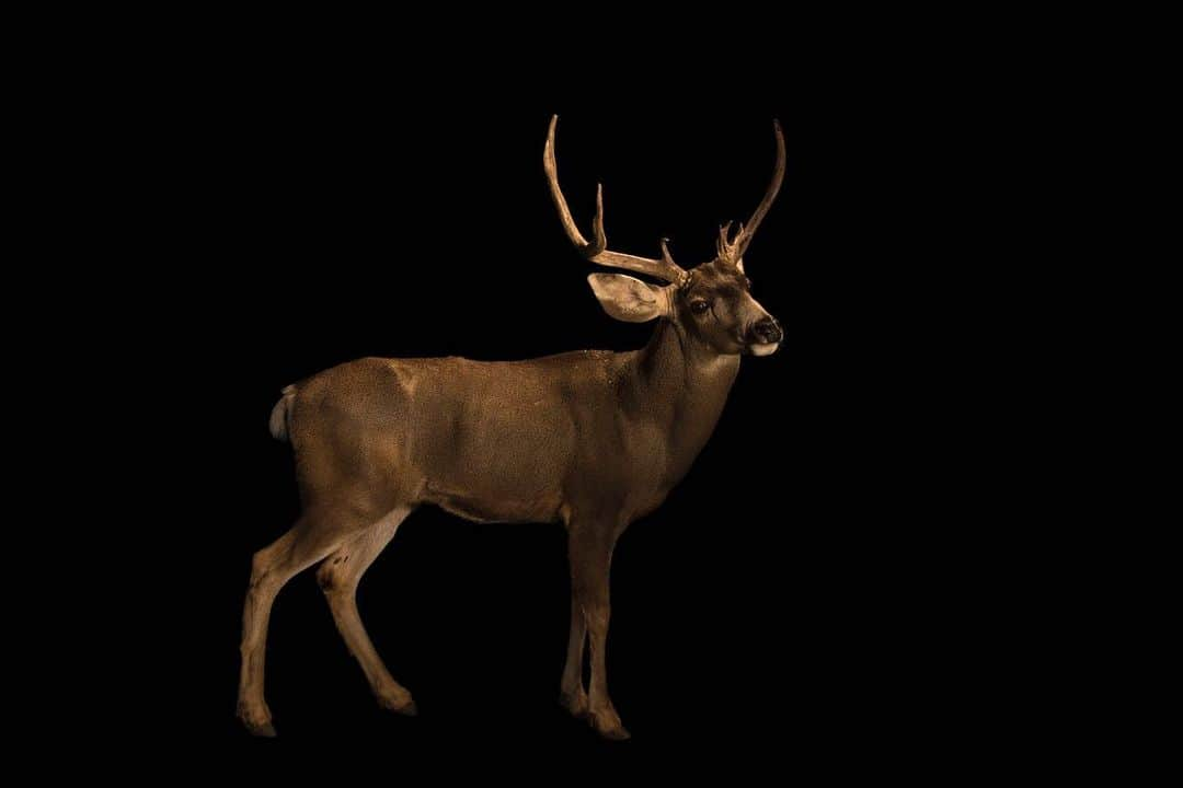 Joel Sartoreさんのインスタグラム写真 - (Joel SartoreInstagram)「Found throughout the western United States, mule deer like this one @southwestwildlife are relatively easy to identify thanks to their large mule-like ears that set them apart from other deer species. During the summer and fall, males of this species will also grow distinctive antlers which they later shed in the spring. As residents of the western US, mule deer have had to adapt to living in desert regions in order to thrive. They do this by conserving energy during the day, becoming most active at night or during the early morning hours when temperatures are most tolerable. In addition, they have adapted to eating a wide variety of vegetation types in order to meet all of their nutritional needs. During the hottest parts of the summer the mule deer will move to higher elevations, then retreat to lower elevations during the winter months. When possible, they may also inhabit mountain forests and wooded hills. Many states have purchased tracts of land in order to protect and maintain the various habitats critical to the mule deer which has helped wild populations remain stable. #deer #muledeer #desert #antlers #male #bigears #PhotoArk #savetogether」2月27日 21時38分 - joelsartore