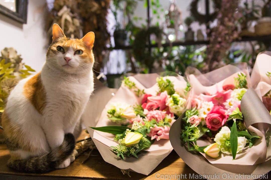 Masayukiさんのインスタグラム写真 - (MasayukiInstagram)「お花売りのほねね。  #cat #ねこ」2月27日 22時28分 - okirakuoki