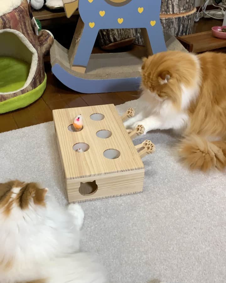 のインスタグラム：「I've got desperate! 🐀💥😂 . タラちゃんだけが毎日夢中で遊んでる、ネズミ叩き🐭🦁 もう、カタカタうるさくて夜は毛布かけて隠してから寝てます😂🙉 . #ネズミ叩き#catsofinstagram #scottishfold #funnycat #cats #cat #adorable #cats_of_world #9gag #meowed #pleasantcats #ilovemycat #weeklyfluff #happycat #instagram #funny」
