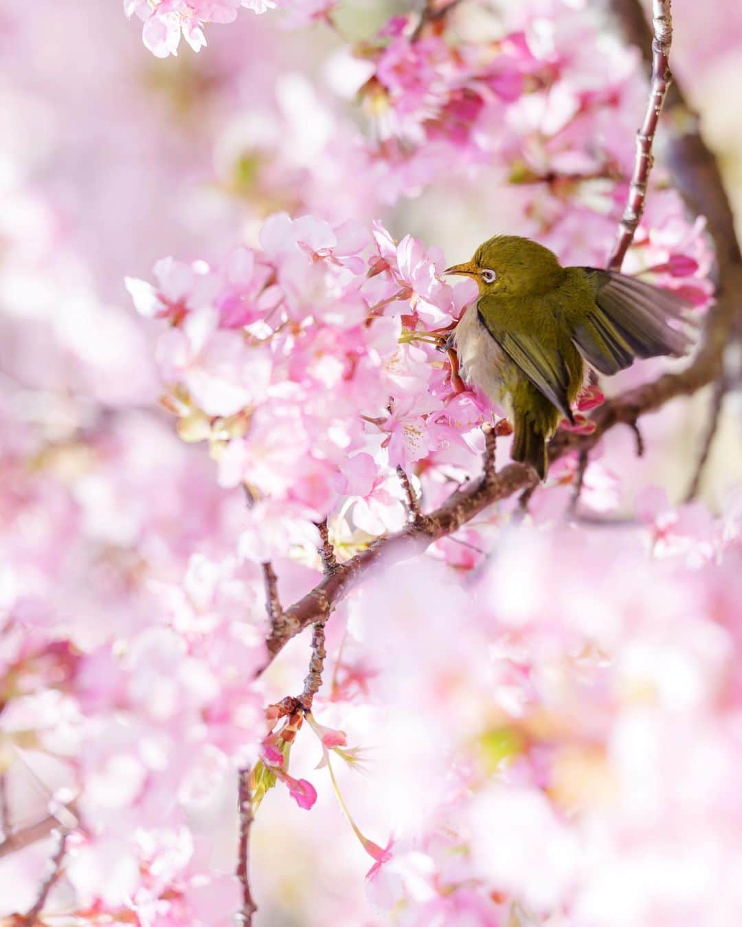 Takefumi Tezkaさんのインスタグラム写真 - (Takefumi TezkaInstagram)「✴︎淡路島の河津桜が満開です📸 ✴︎ ✴︎何気に久々インスタ😇 ✴︎ ✴︎兵庫県」2月27日 23時34分 - take79