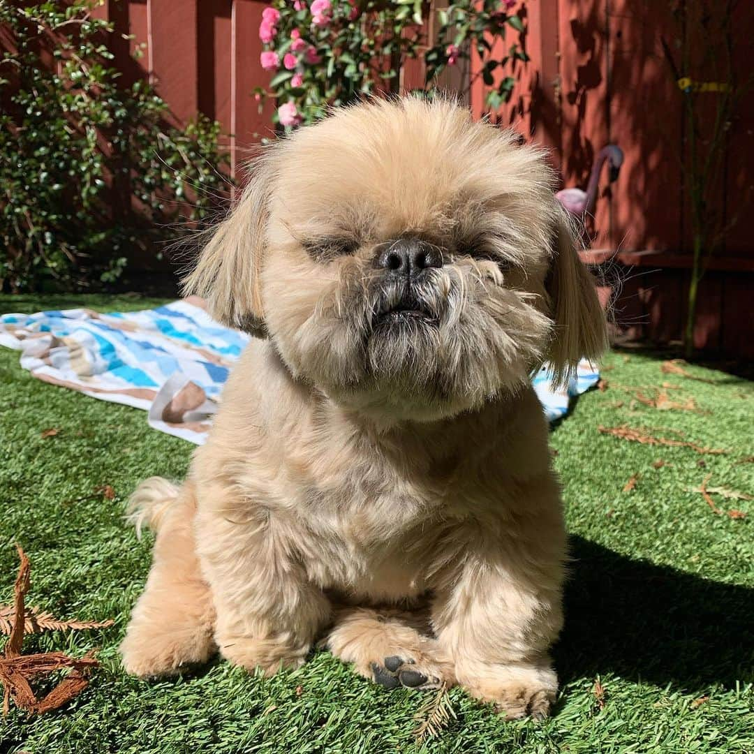 Dougie the Shih Tzuさんのインスタグラム写真 - (Dougie the Shih TzuInstagram)「Life is good.」2月27日 23時50分 - dailydougie