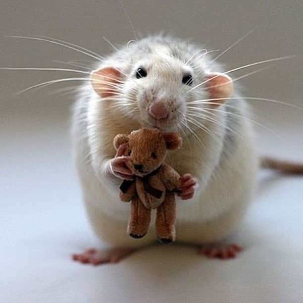 Baby Animalsさんのインスタグラム写真 - (Baby AnimalsInstagram)「Just an adorable mouse holding a teddy 😍」2月27日 23時58分 - thebabyanimals