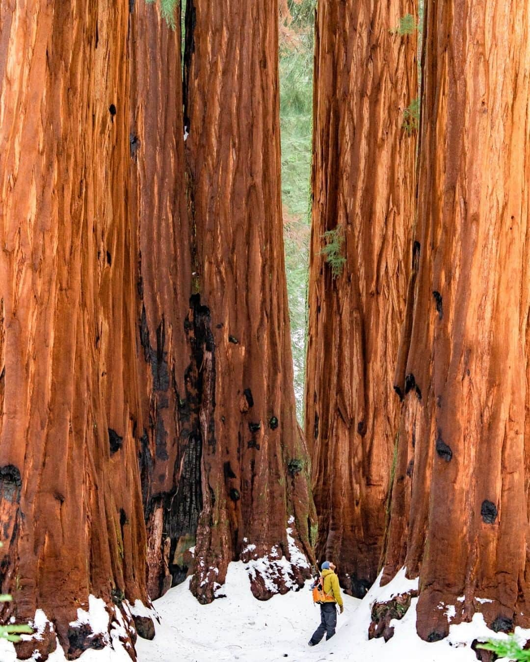 アメリカ内務省さんのインスタグラム写真 - (アメリカ内務省Instagram)「Everyone has seen a tree. Their branches and bark are familiar to us. We know what to expect when we look at them, touch them and smell them. Maybe that’s why visiting the towering giants at #Sequoia and Kings Canyon National Parks in #California is so overwhelming. The sequoias are trees, but somehow more than trees. You can expect them to be tall, but seeing them for the first time is a jarring experience. How can something so familiar feel so astounding? It’s just something you have to experience for yourself. Photographer Antonina Pattiz remembers her visit well, “The scene felt like pure magic because we were the only ones on the trail. In the quiet chill of the January air, we felt like we had the world at our feet.” Photo @sequoiakingsnps courtesy of Antonina Pattiz (@embracesomeplace). #travel #nationalpark #FindYourPark #usinterior」2月28日 10時00分 - usinterior