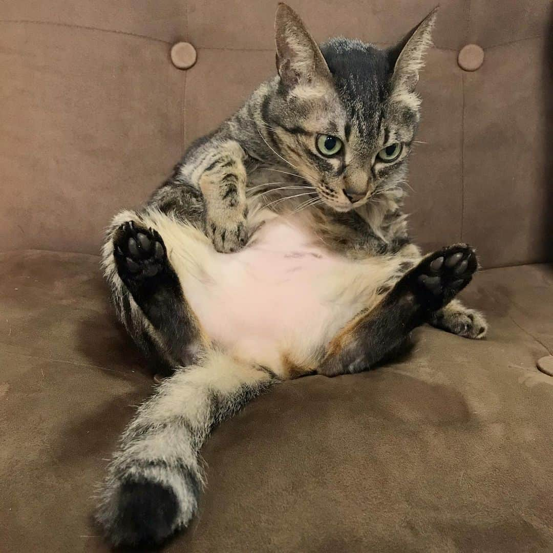 小嶋晶子さんのインスタグラム写真 - (小嶋晶子Instagram)「So I’m just supposed to sit here like this and not move?🐈🐾 #cat #cats #browntabby #catsofinstagram #catstagram #neko #nekostagram #ねこ #ねこ部 #ねこすたぐらむ #きじとら #きじとらねこ #きじとら女子 #きじとら部 #ネコ #ネコ部  #キジトラ #キジトラネコ #キジトラ部 #かぎしっぽ #かぎしっぽ猫部 #カギしっぽ #カギしっぽ猫 #お腹ハゲてる #足の裏もハゲてる #とろねこチャレンジ #とろねこチャレンジに参加 #とろねこチャレンジは4月まで」2月28日 10時48分 - kojimamajiko