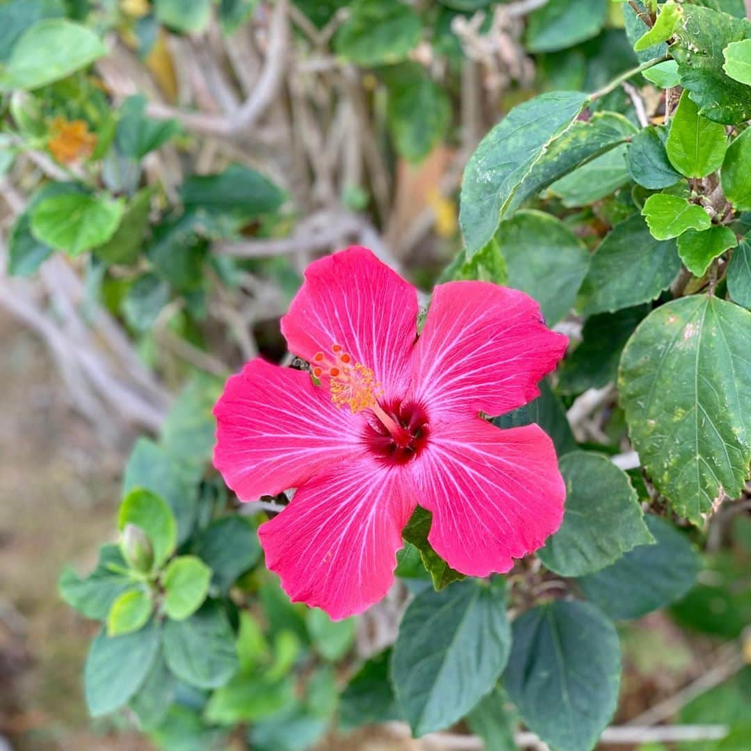 吉田玲奈さんのインスタグラム写真 - (吉田玲奈Instagram)「沖縄ポカポカ☀️22°C ありがとう🌺  #沖縄 #ハイビスカス #🌺 #ともみん」2月28日 10時56分 - reina.yoshida.ciel.1218