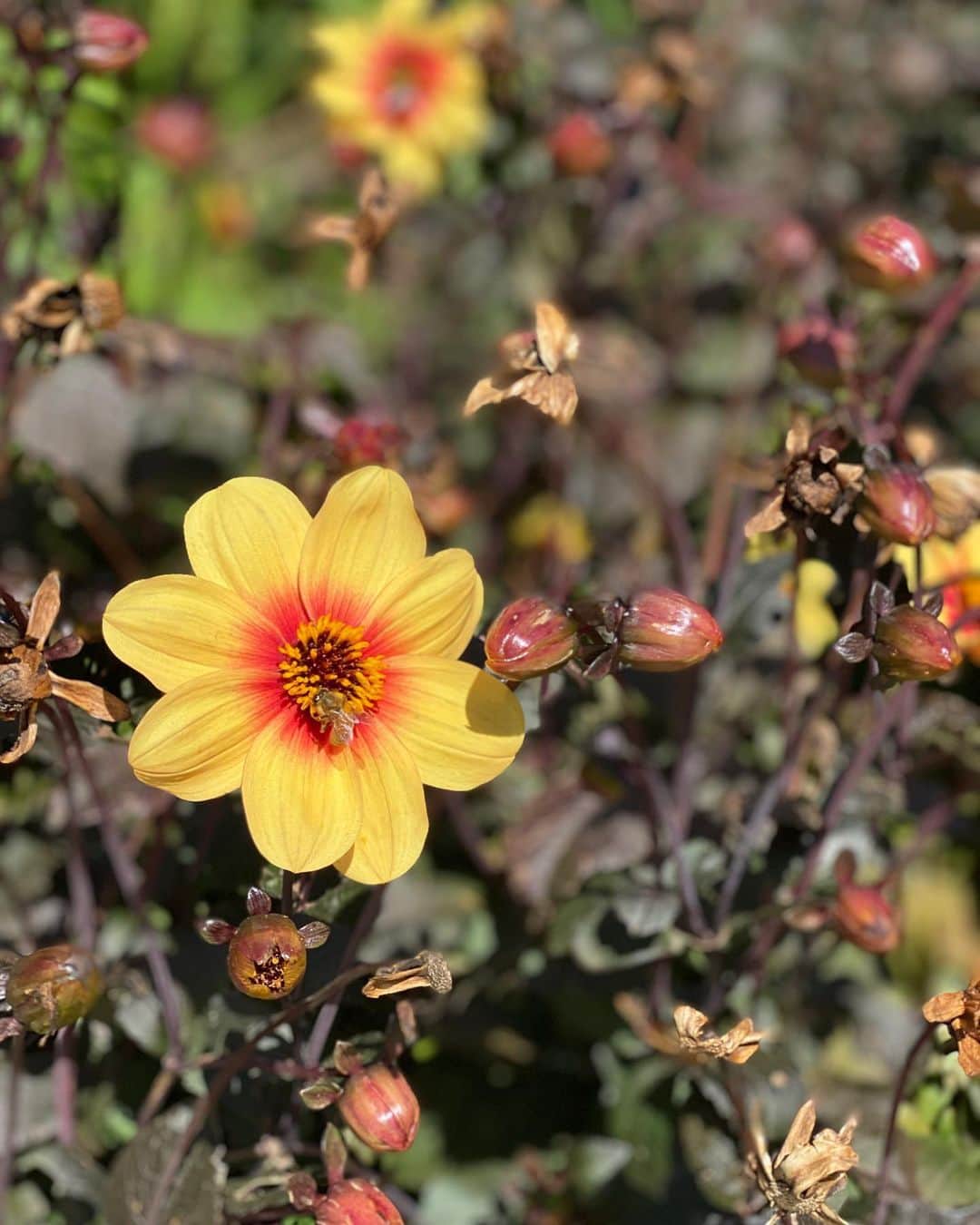 アン・カーティスのインスタグラム：「Find your sunshine and blossom ☀️🌼 #Dahlia #Moonfire」